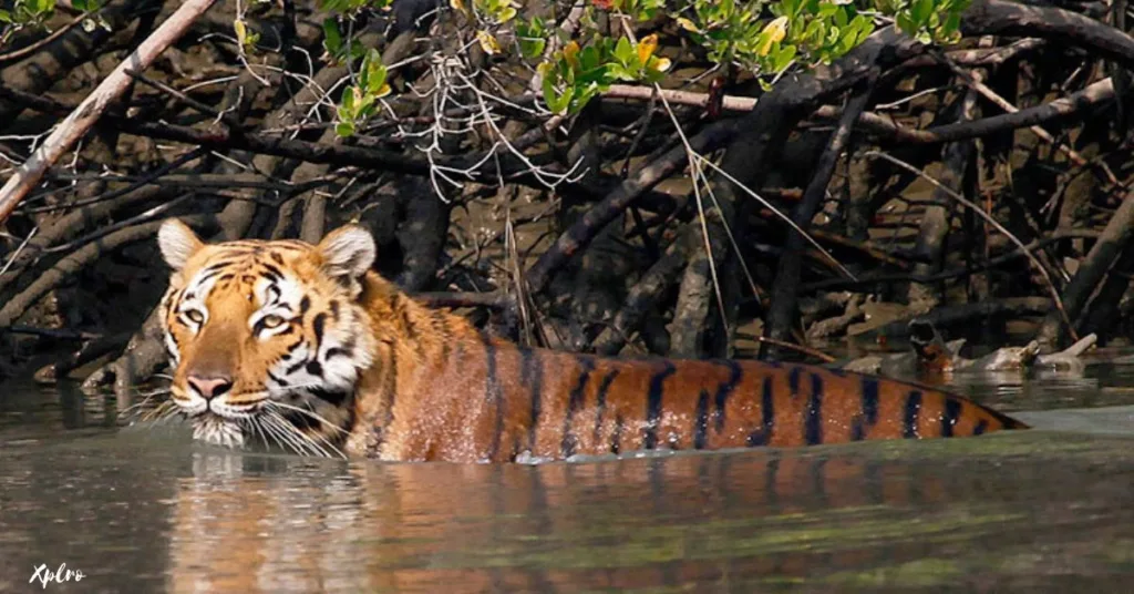 Sundarbans National Park, Xplro