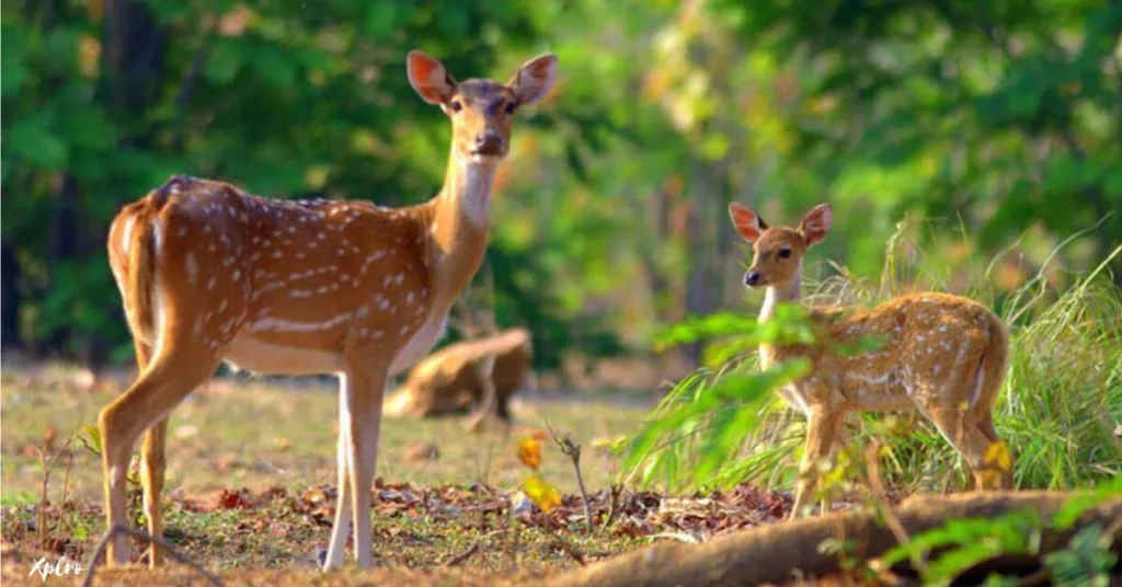 Jim Corbett National Park, Xplro