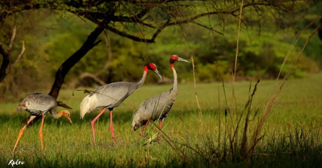 Keoladeo National Park (Rajasthan), Xplro