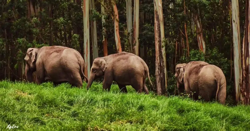 Periyar Wildlife Sanctuary (Kerala), Xplro