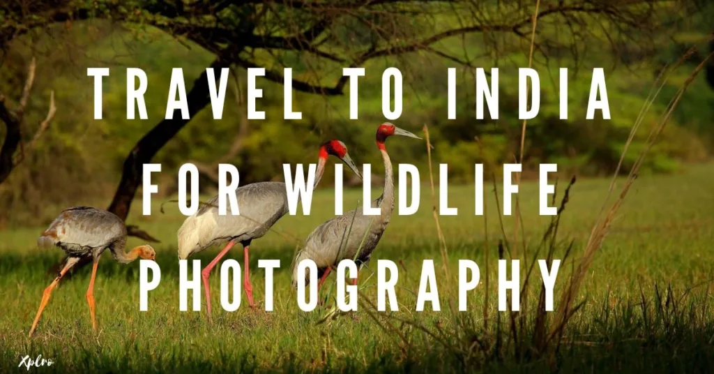 Travel to India for Wildlife Photography: A Complete Guide to the Best Locations