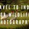 travel to India for wildlife photography