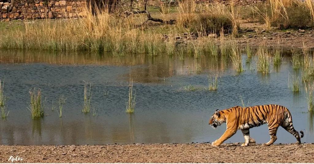 Sujan Sher Bagh, Ranthambore, Xplro