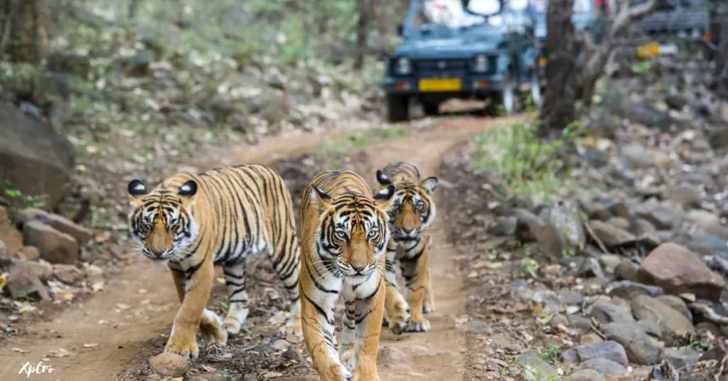 Ranthambore National Park, Rajasthan, Xplro