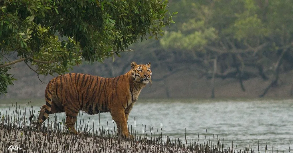 Sundarbans National Park, Xplro