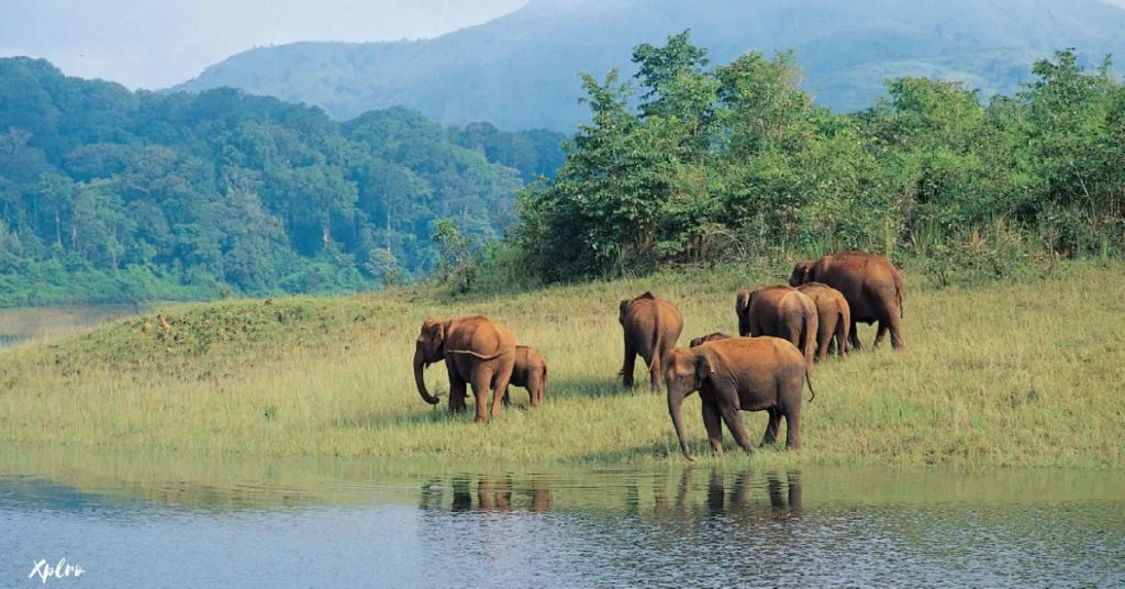 Periyar Wildlife Sanctuary, Xplro