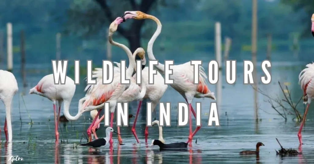 Top 10 Wildlife Tours in India for Nature Enthusiasts