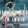 Wildlife Tours in India for Nature Enthusiasts, Xplro