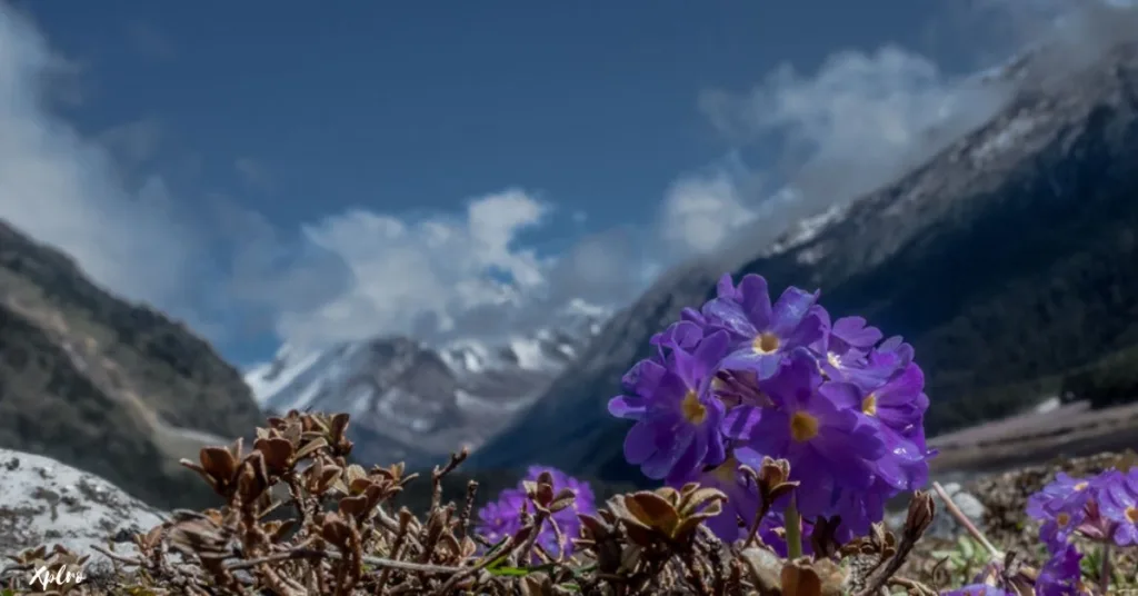 April in North Sikkim, Xplro