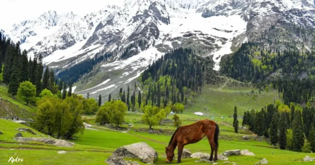 May in Kashmir, Xplro