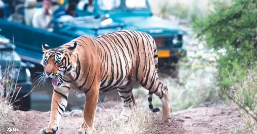 Tiger Safari in Ranthambore National Park, Rajasthan, Xplro