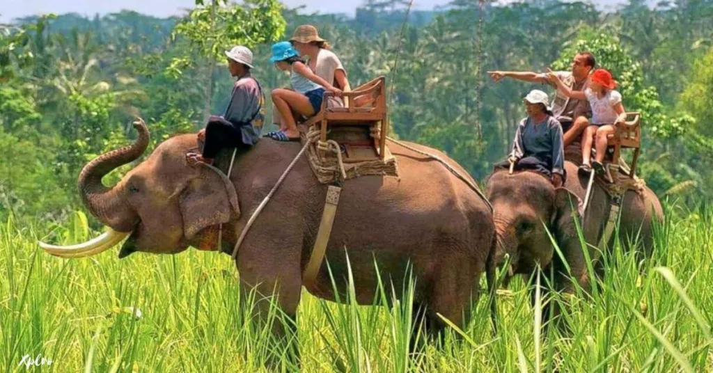 Elephant Encounters in Jim Corbett National Park, Uttarakhand, Xplro