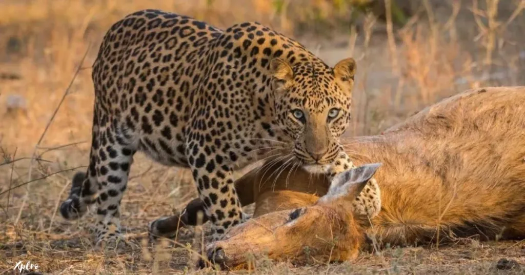 Leopard Safaris in Jawai, Rajasthan, Xplro