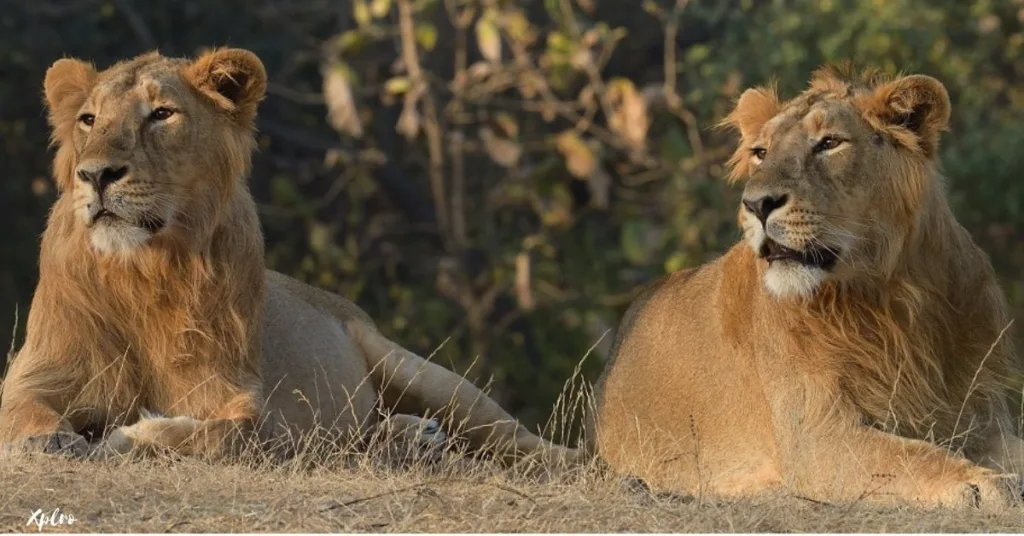 Watching Asiatic Lions in Gir National Park, Gujarat, Xplro