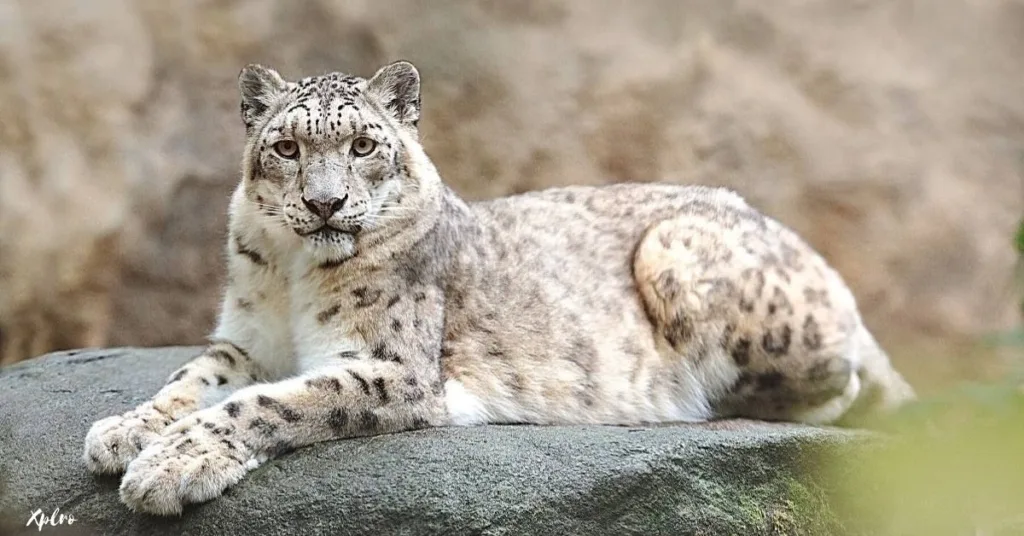 Snow Leopard Trek in Hemis National Park, Ladakh, Xplro