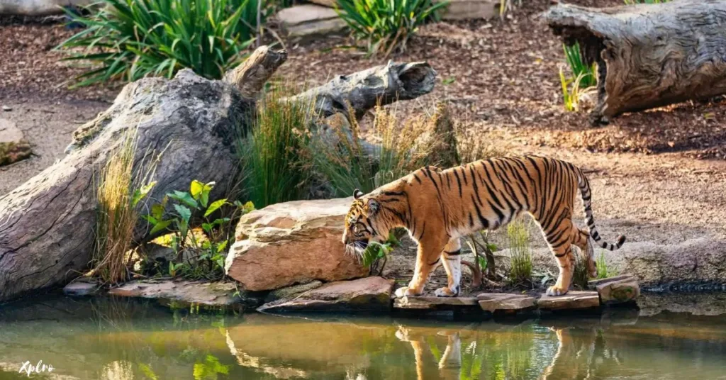 Wildlife and Wetlands of Sundarbans National Park, West Bengal, Xplro