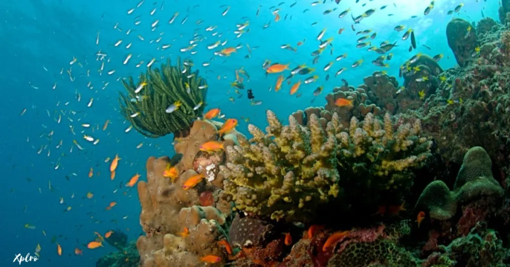 Marine Life in the Andaman and Nicobar Islands, Xplro