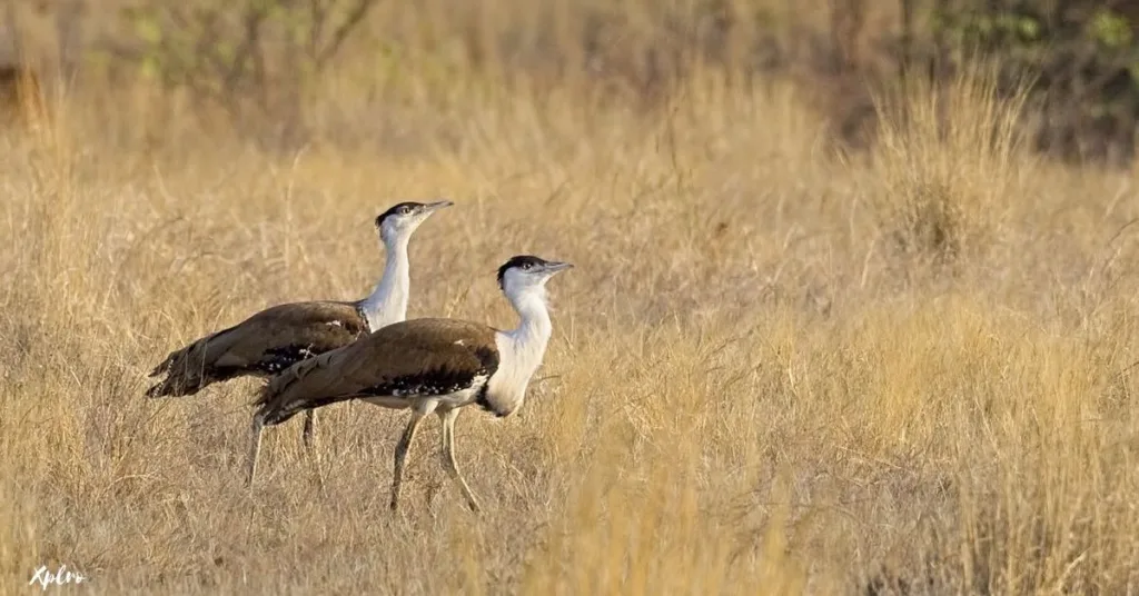 Great Indian Bustard Safaris in Desert National Park, Rajasthan, Xplro