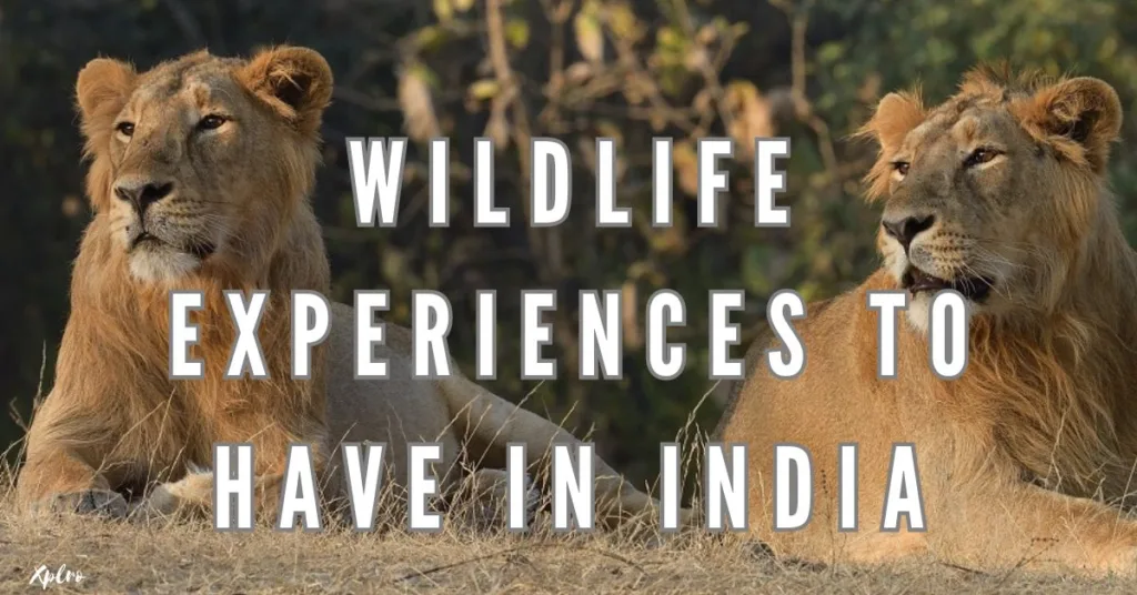 Top 10 Wildlife Experiences to Have in India