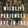 Wildlife Experiences to Have in India