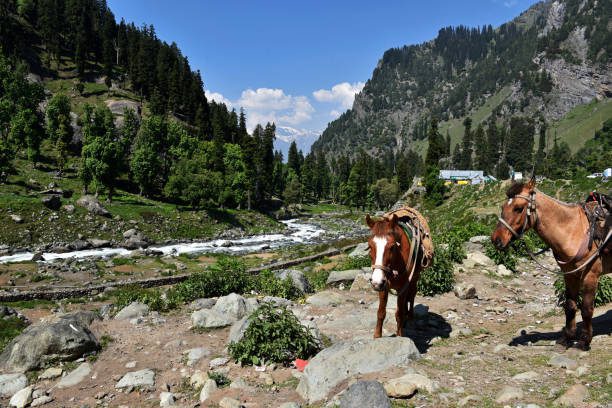 Top 10 Attractions in Pahalgam: A Nature Lover's Paradise for an Unforgettable Experience