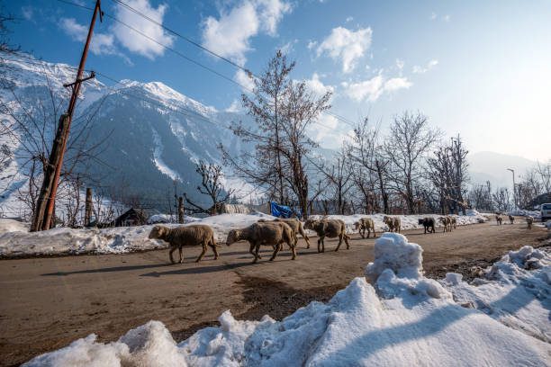 Top 10 Attractions in Pahalgam: A Nature Lover's Paradise for an Unforgettable Experience