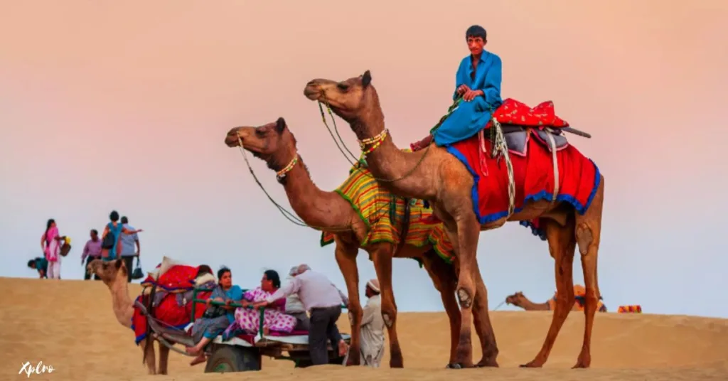 Camel Safari in the Thar Desert, Xplro