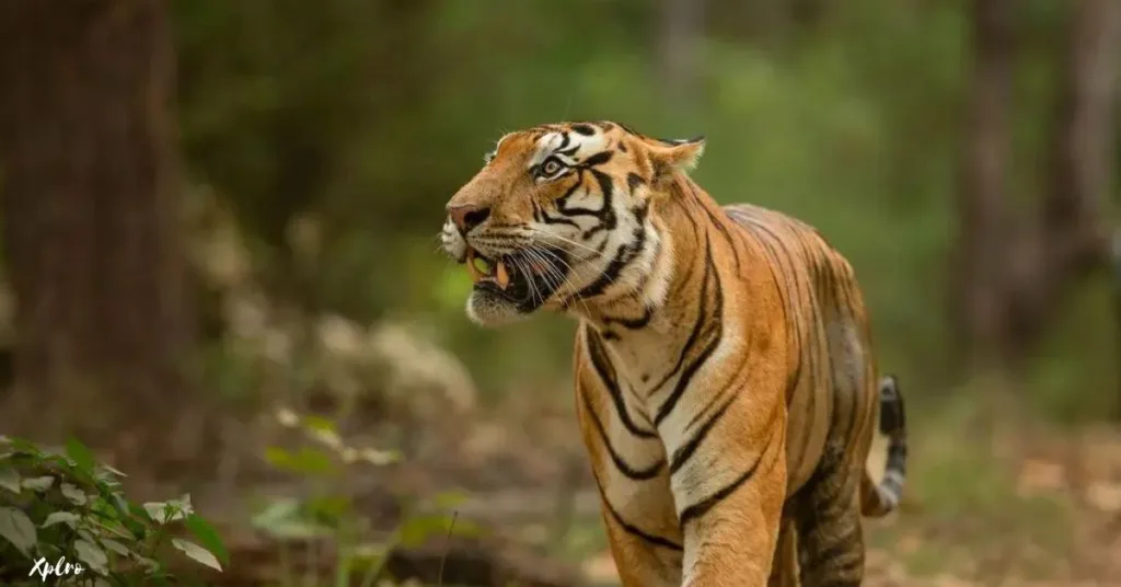 Tigers in Ranthambore National Park, Xplro