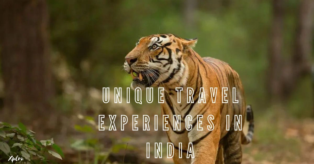 Unique Travel Experiences in India, Xplro