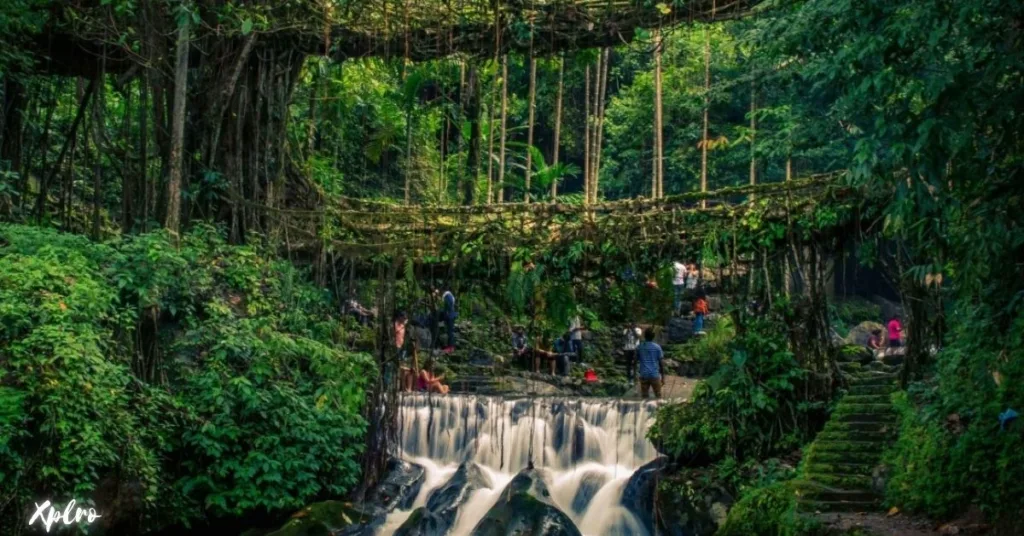 Explore the Living Root Bridges of Meghalaya, Xplro