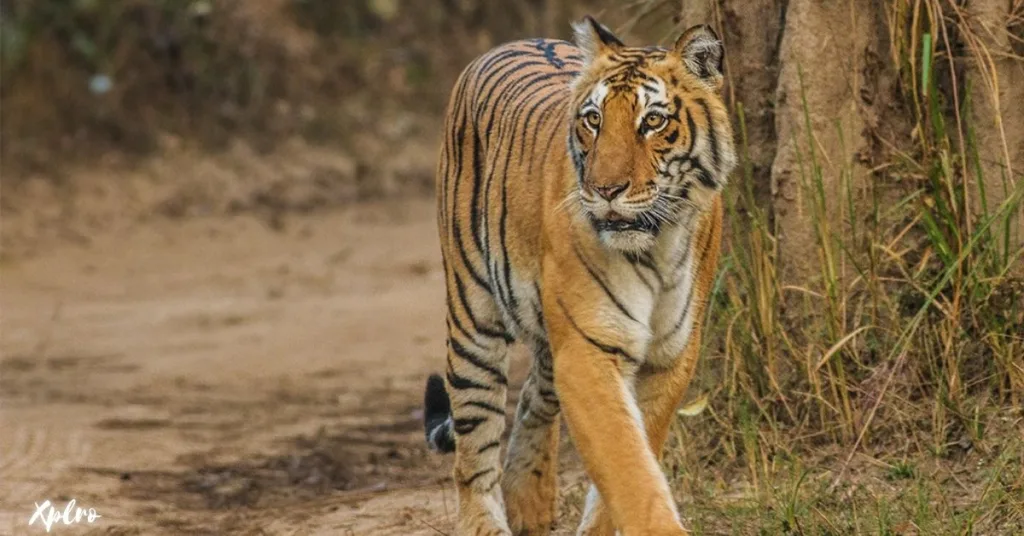 Corbett National Park, Uttarakhand, Xplro