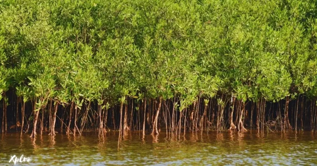 Mangrove and Coastal Conservation Tours, Xplro