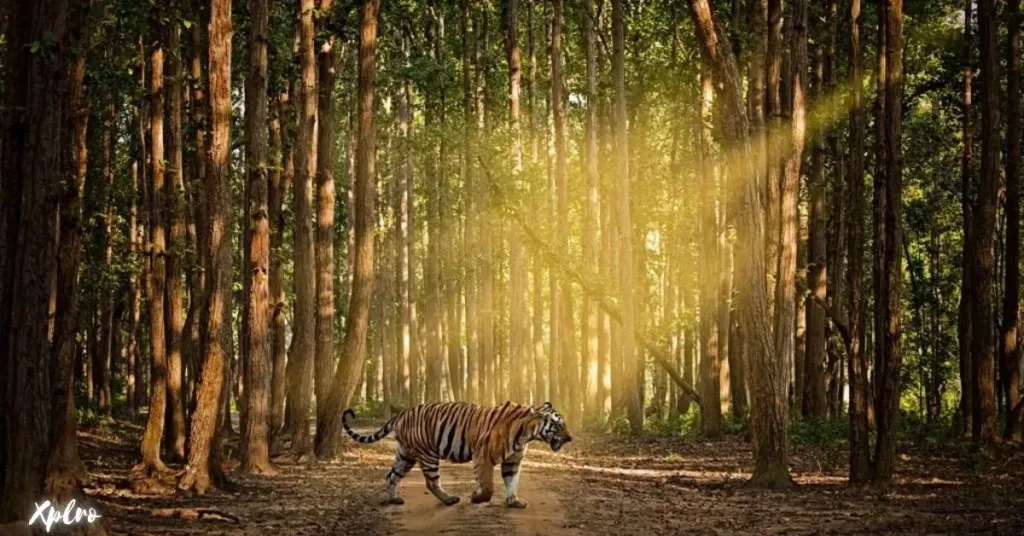 Wildlife Safari in Madhya Pradesh, Xplro