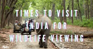 Top 10 Times to Visit India for Wildlife best Viewing