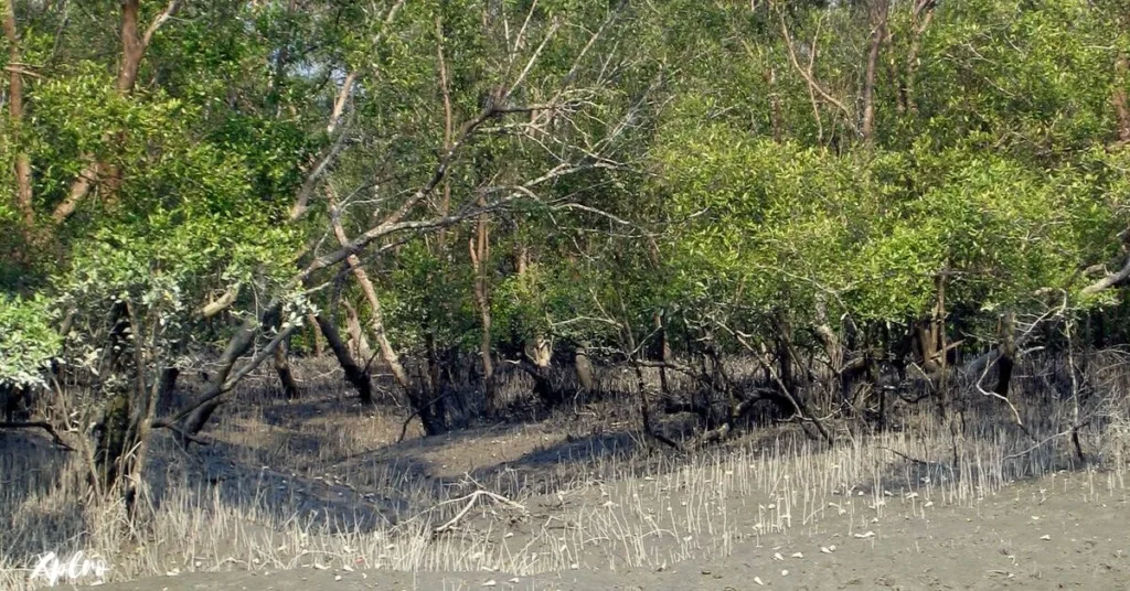 Sundarbans Mangrove Forest, Xplro