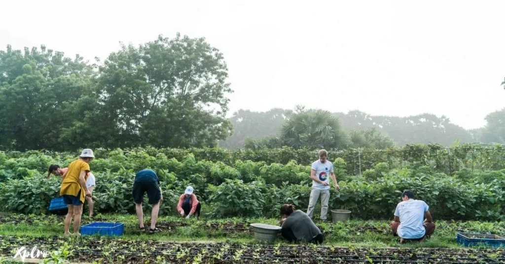 Organic Farming in Auroville, Tamil Nadu, Xplro