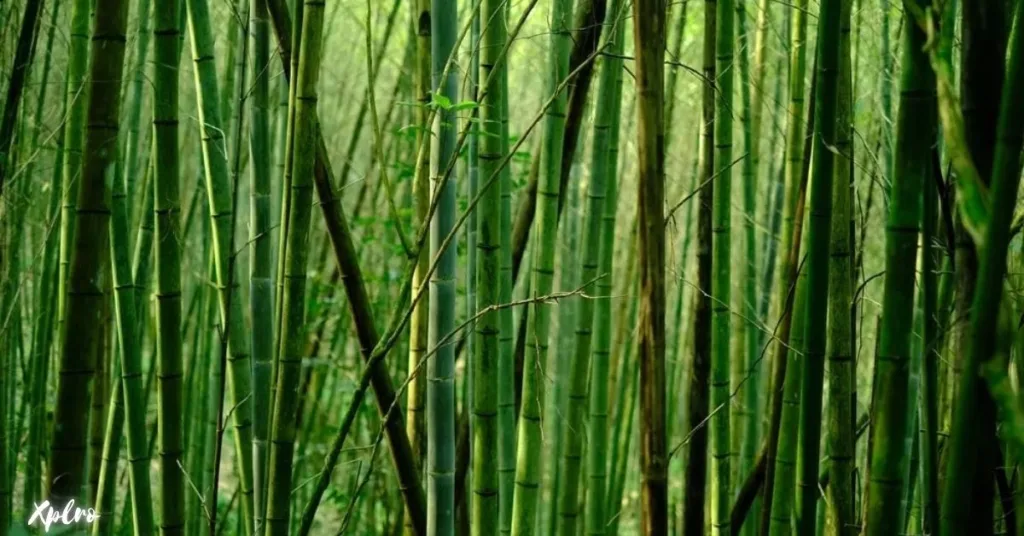 The Bamboo Forest, Kerala, Xplro