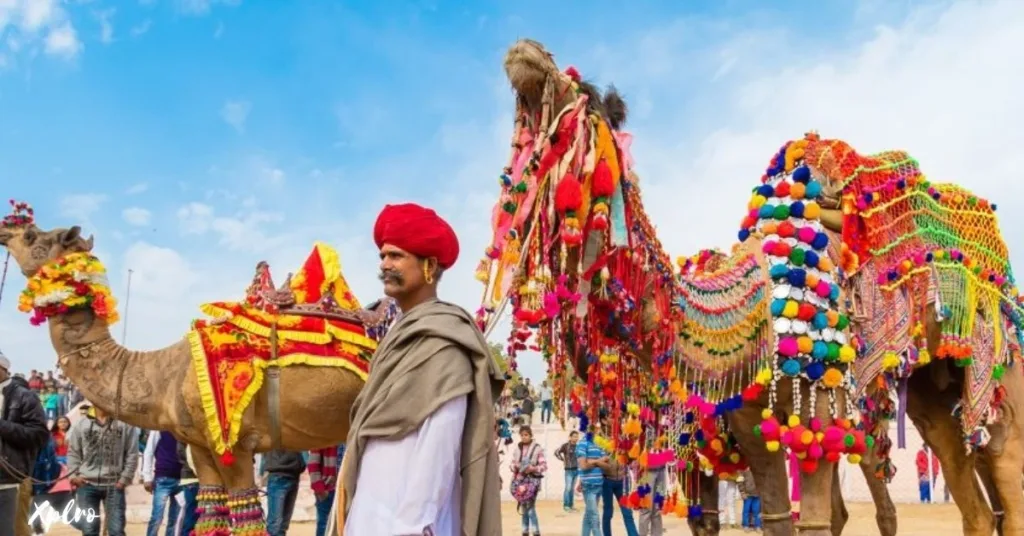 Attending the Pushkar Camel Fair in Rajasthan, Xplro