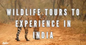 Top 10 Wildlife Tours to Experience in India