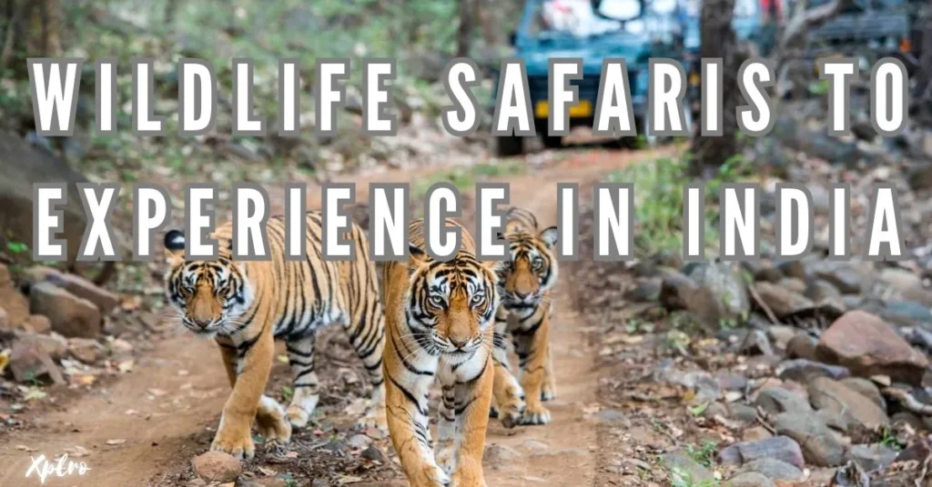 Top 12 Wildlife Safaris to Experience in India