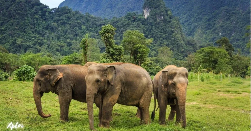 Elephant Hills (Khao Sok National Park), Xplro