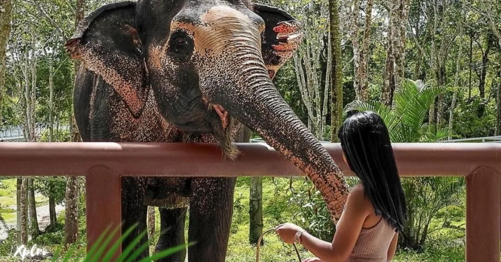 Phuket Elephant Sanctuary (Phuket), Xplro