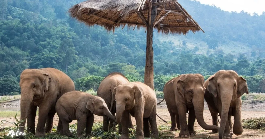 Elephant Sanctuary Chiang Mai (Chiang Mai), Xplro, Elephant Conservation Sanctuaries to Visit in Thailand