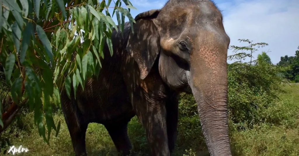 Wildlife Friends Foundation Thailand (Petchaburi), Xplro