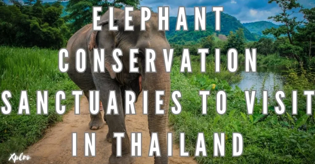 Top Elephant Conservation Sanctuaries to Visit in Thailand