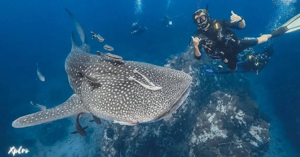 Scuba Diving in Shark Island thailand, Xplro