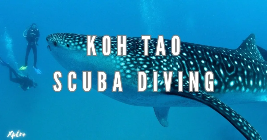 Koh Tao Scuba Diving: Best Dive Sites, Costs, and Travel Tips