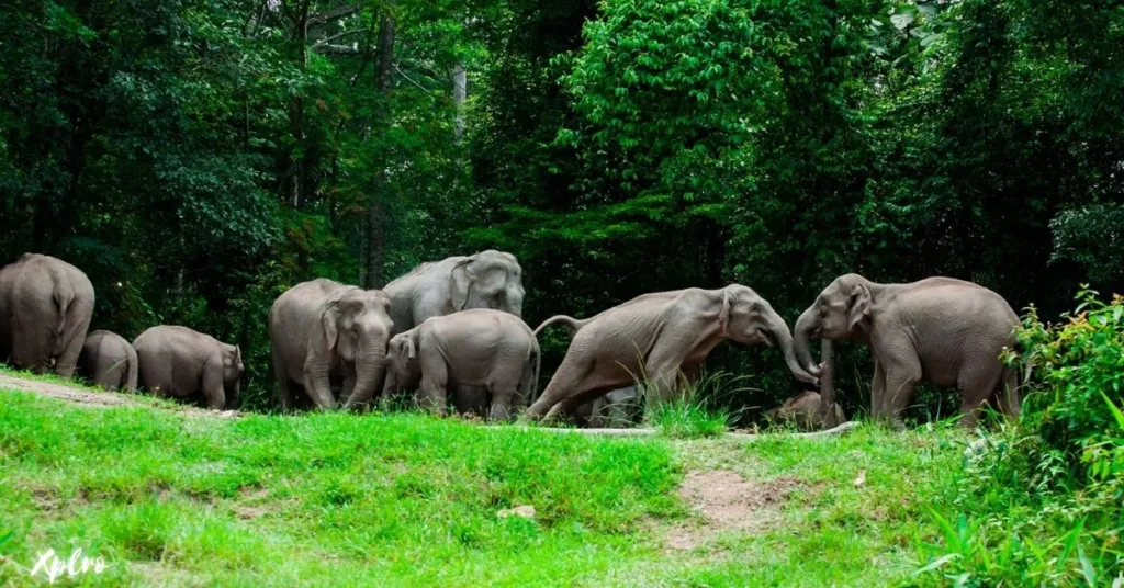 Khao Yai National Park, Xplro