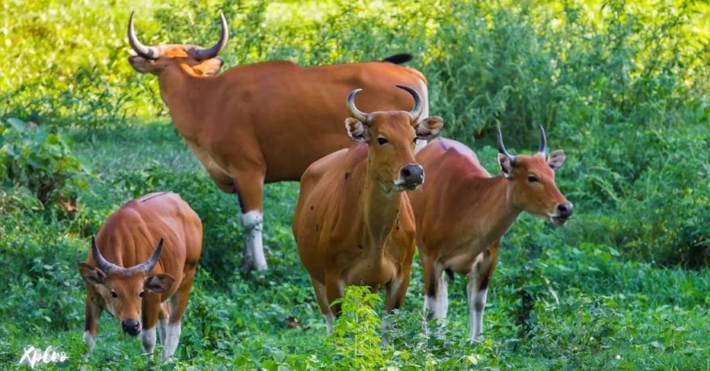 Huai Kha Khaeng Wildlife Sanctuary