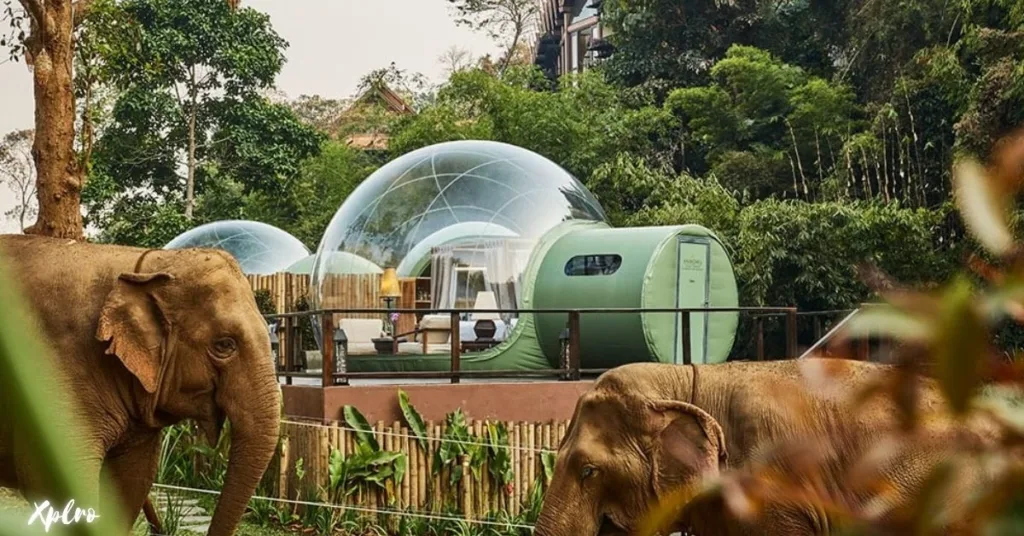 Anantara Golden Triangle Elephant Camp & Resort, Chiang Rai: Wellness in the Wilderness, Xplro